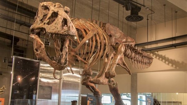 “Scotty” is the largest T. rex skeleton ever found. (Image credit: Tourism Saskatchewan)